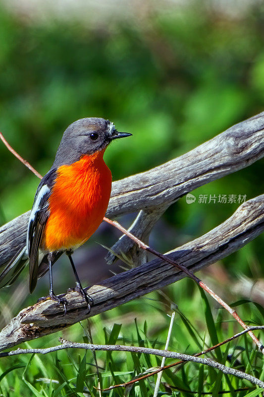 火焰罗宾(Petroica phoenicea)